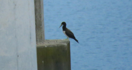 2020-5-31-Brown-booby-better