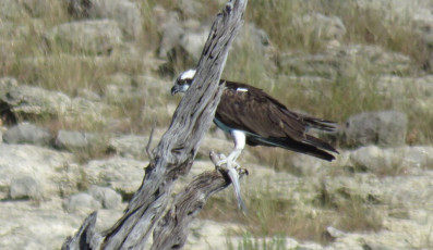 2020-10-8-Osprey-at-lunchtime