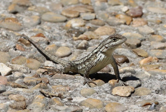 An unknown (to us) but common lizard
