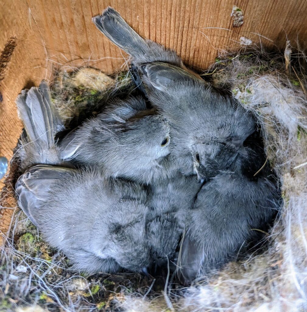 Black crested titmouse babies